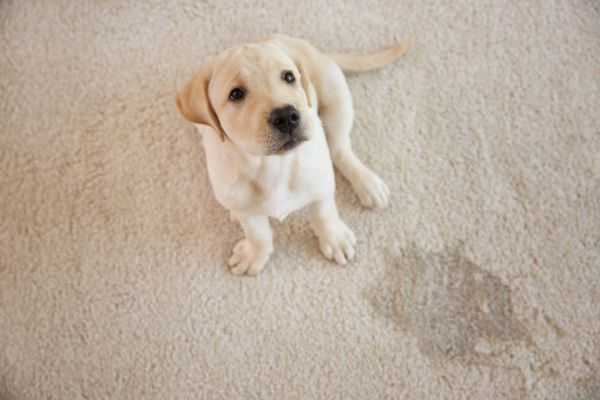 Dog sitting on clean carpet
