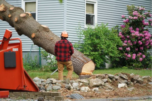 Large tree removal project at a residential property
