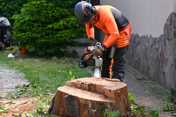 Professional stump grinding service removing a tree stump