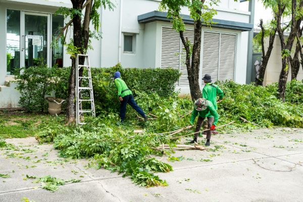 Tree service crew cleaning branches and debris from a property