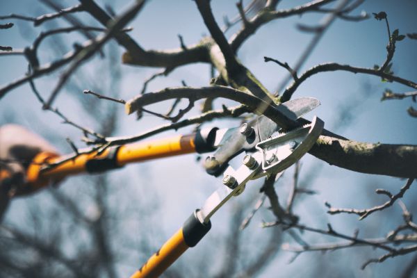 Tree pruning equipment trimming branches for healthy growth