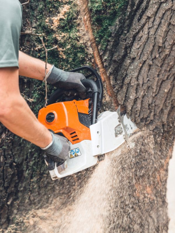 Tree removal specialist cutting a tree with a chainsaw
