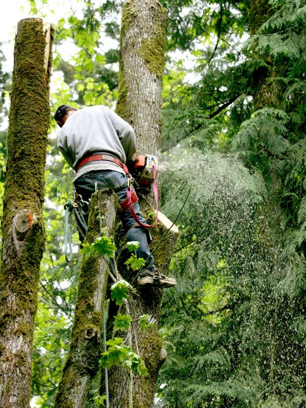 Tree care professional trimming branches from a large tree